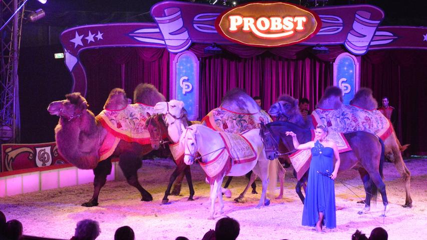 Zwischen Akrobatik und Artistik: Zirkus Probst in Erlangen