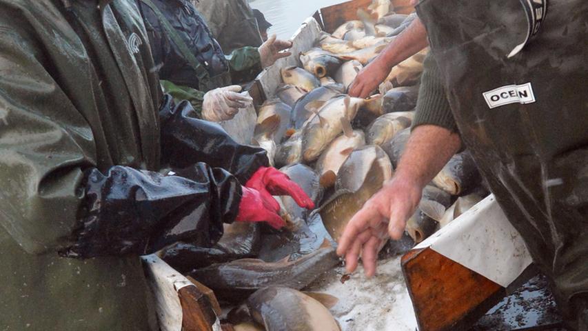 Ein Teil der Fische wird jedoch auch lebendig ins Ausland verkauft.