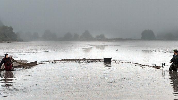 Knapper Karpfen wird teurer