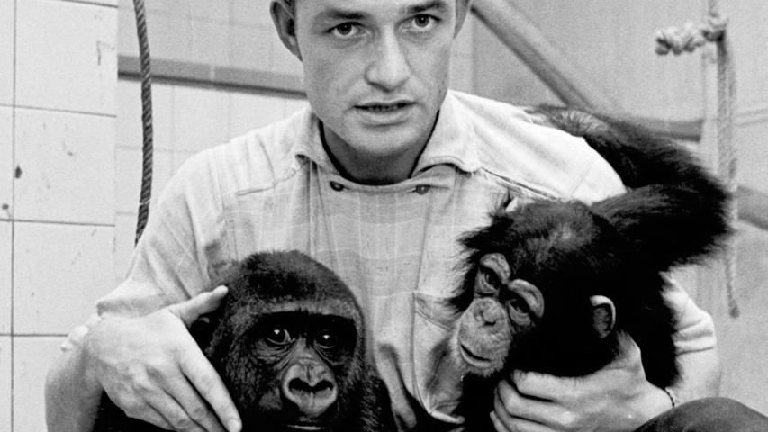Ein wenig skeptisch schaut der junge Gorilla mit der Schimpansin auf die Photographen, doch mittlerweile fühlt er sich im Nürnberger Tiergarten richtig wohl.  Zum Artikel: Er hat sich eingelebt