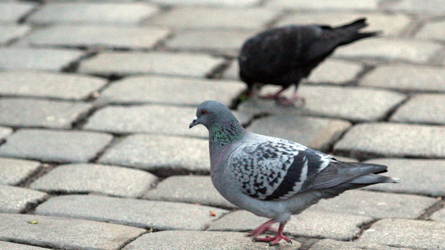 Tauben gehören zum Stadtbild. Doch des einen Freud ist des anderen Leid. Die Stadt will die Taubenpopulation verringern.