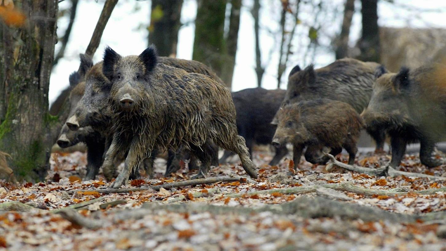 Wildschweine vermehren sich in Bayern explosionsartig