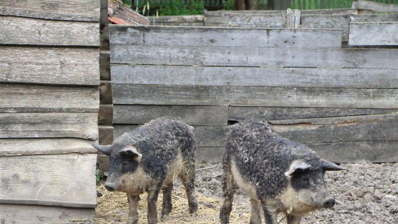 Was wäre ein Freilandmuseum ohne Tiere? Eine besondere Attraktion sind die lockigen Wollschweine.