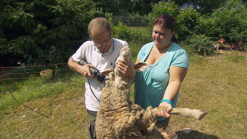 ...denn zuvor hatte sie zusammen mit Steffen ein Schaf geschert. Nur zur Beruhigung: Das Schaf hat's überlebt - allerdings nur mit viel Glück.