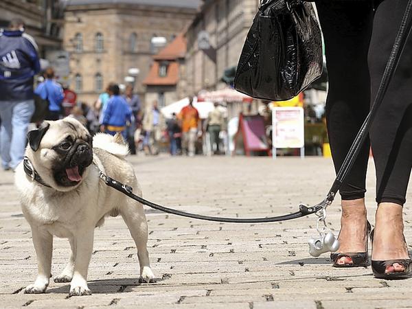 Über die im Rahmen der Haushaltskonsolidierung beschlossene Anhebung der Hundesteuer zeigten sich viele Halter erzürnt. Über die im Rahmen der Haushaltskonsolidierung beschlossene Anhebung der Hundesteuer zeigten sich viele Halter erzürnt.