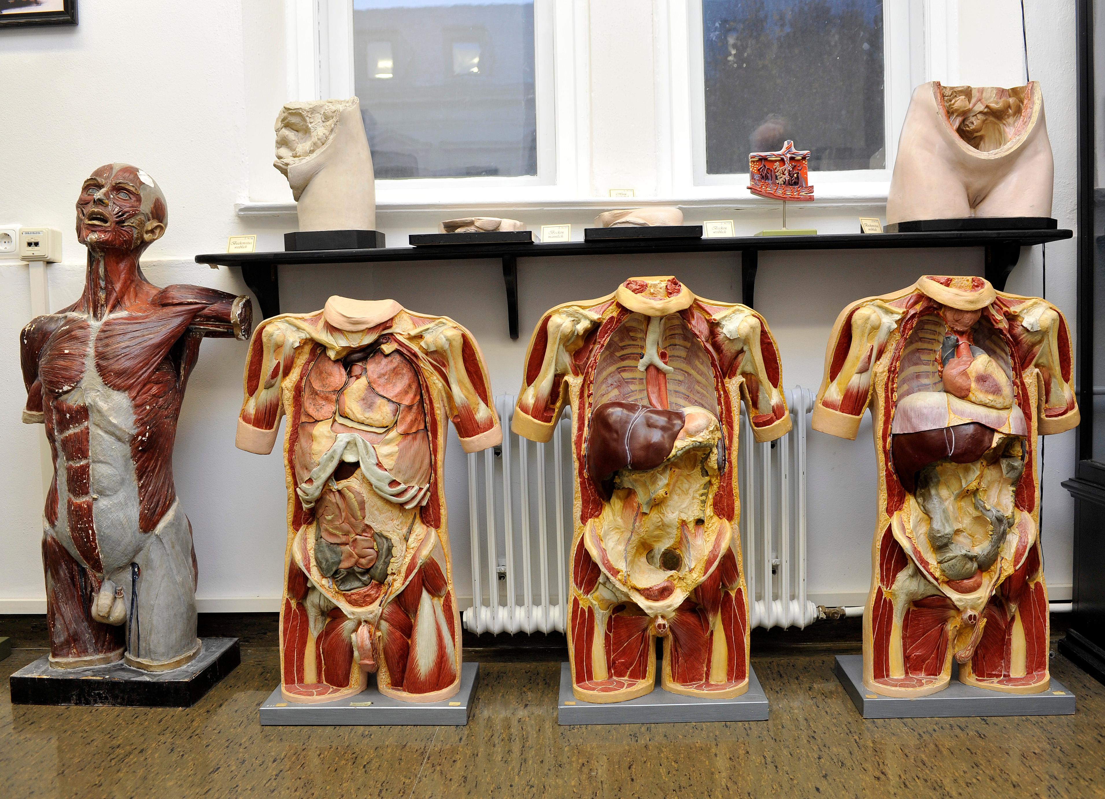 Hinter Den Kulissen Der Erlanger Anatomie Szene Extra Nordbayern De