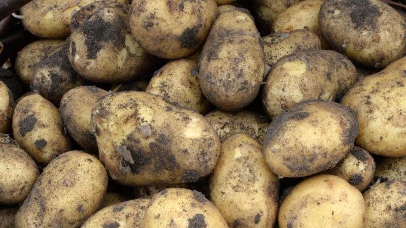 Als typisch deutsch gilt sie, die Kartoffel. Obwohl sie einst die Südamerikaner zuerst anbauten. Knapp die Hälfte (47 Prozent) lassen sich die Knolle, meist als Beilage, mehrmals die Woche schmecken.