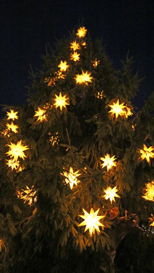 Die echten Tannenbäume sind mit Weihnachtssternen geschmückt und beleuchten so  den Schlossplatz.