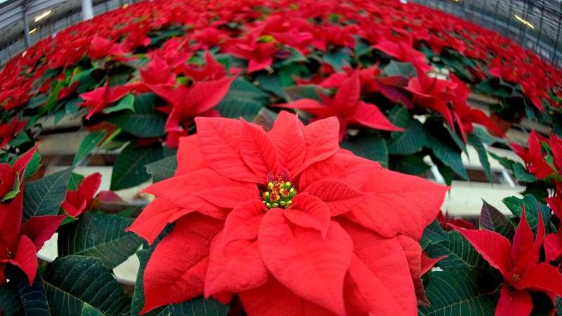 In Rot steht der Weihnachtsstern auf vielen Fensterbrettern. Die auffälligen farbigen Teile sind keine Blüten, sondern Hochblätter - Blätter oberhalb der normalen, die in Farbe und Form abweichen.
