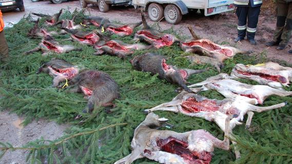 Jagd am Heidenberg: 14 Wildschweine und elf Rehe erlegt