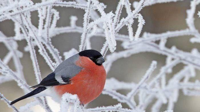 Wintervögel in der Region: Die Fotos unserer User