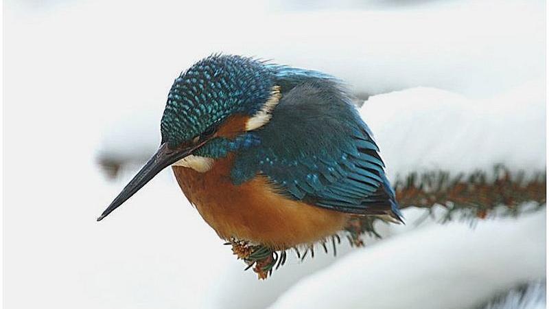 Der Landesbund für Vogelschutz (LBV) ruft Vogelfreunde dazu auf, einheimische Wintervögel wie den Eisvogel (Bild) zu beobachten und sich am Fotowettbewerb zu beteiligen.