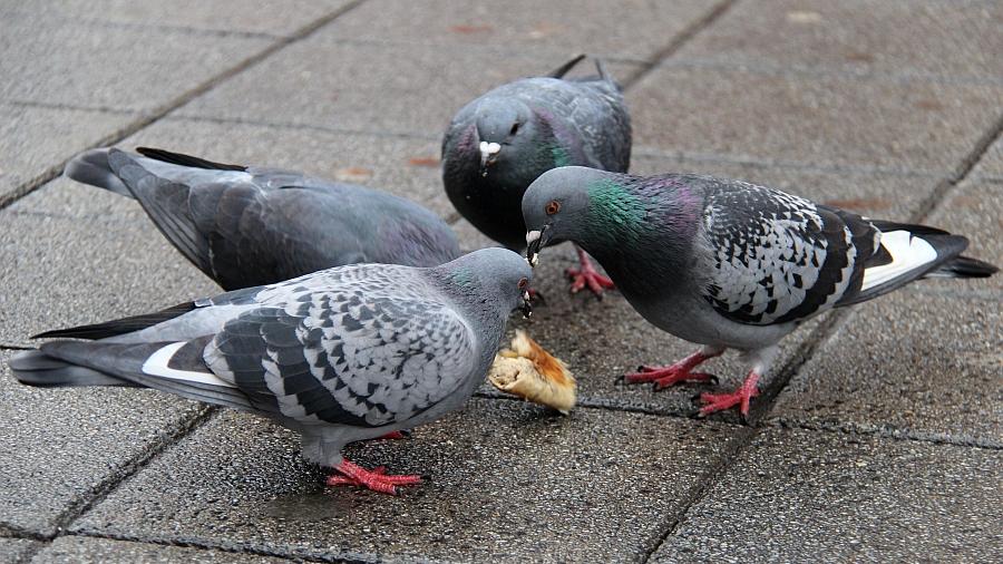 Die Stadt Fürth kämpft mit den Tauben und ihren Hinterlassenschaften. Foto: Lisa Himsel