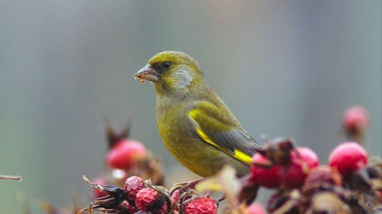 Wintervögel in der Region: Die Fotos unserer User