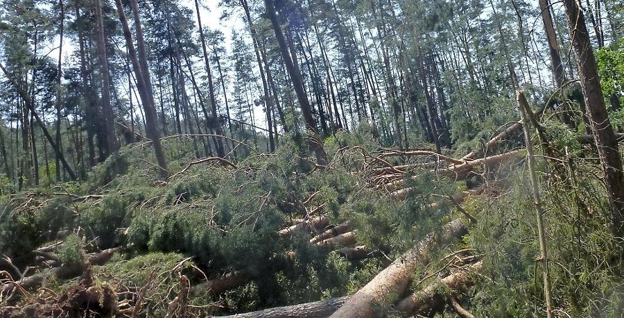 Waldbesitzer hatten 2013 mit Wetter-Unbill zu kämpfen