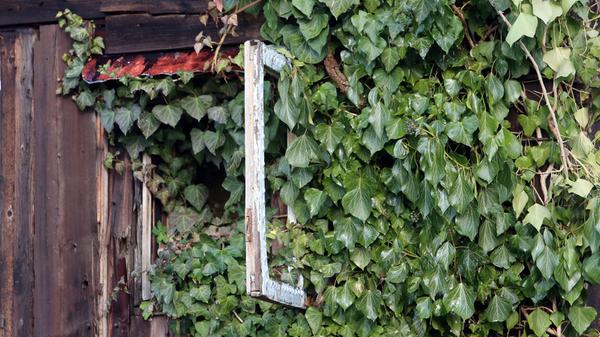 ...und der überwucherten Fassade jahrzehntelang für Aufsehen.