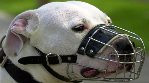 Die Kampfhundesteuer darf die Hundehaltungskosten nicht übersteigen.