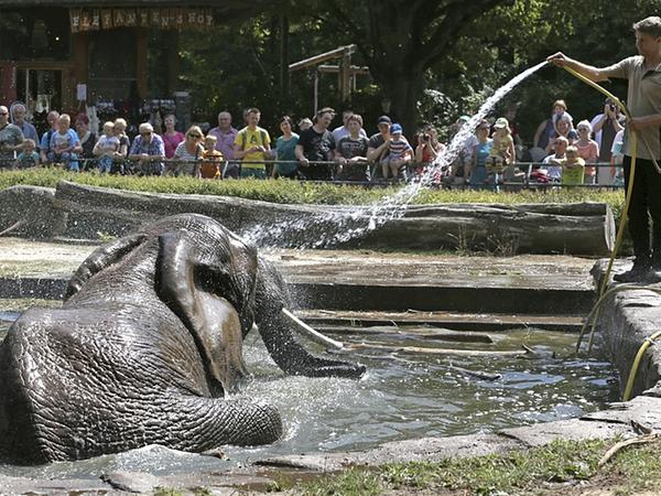 Während Nürnberg die Haltung von Elefanten einstellte, halten andere Zoos daran fest: etwa in Rostock...