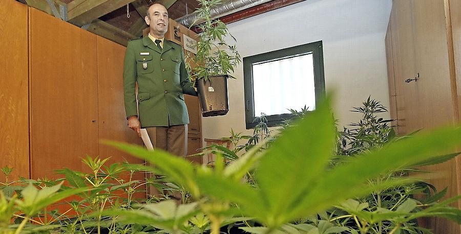 Auf dem Dachboden der Neumarkter Polizeiinspektion warteten im Januar  64 Cannabispflanzen auf eine ertragreiche Ernte. Selbstverständlich nicht für den Eigenkonsum, sondern für den Staatsanwalt – denn den interessiert es brennend, wieviel ein 30-jährige Neumarkter in seiner Indoor-Plantage  angebaut hatte.  Hier geht's zum Artikel.