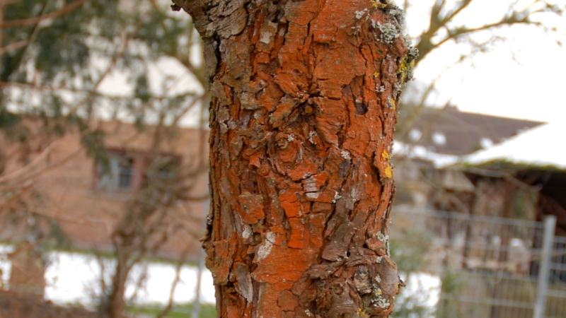 Neustadt/Aisch: Woher kommt die rote Baumrinde? Neustadt/Aisch: Woher kommt die rote Baumrinde?