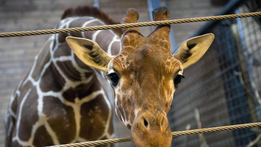 Getötet, zerteilt und verfüttert: Das Schicksal von Baby-Giraffe Marius
