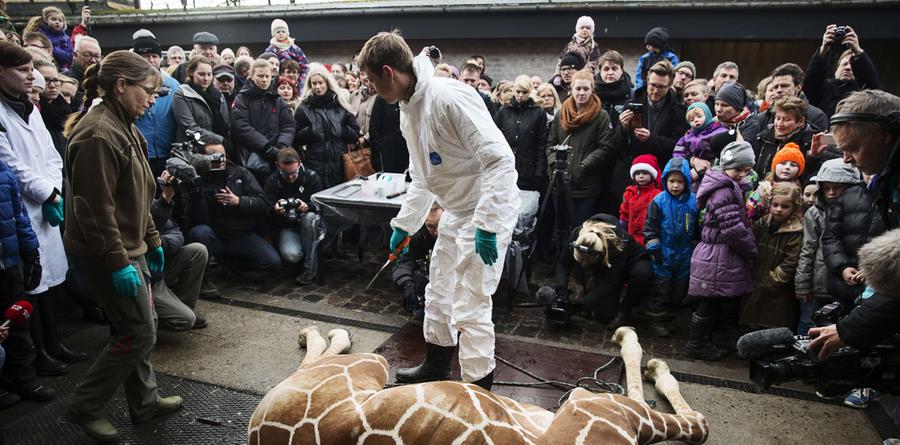 Nach der Tötung zerlegten Mitarbeiter des Zoos die Giraffe vor den Augen der Besucher. Auch Kinder sahen sich dieses Spektakel an.