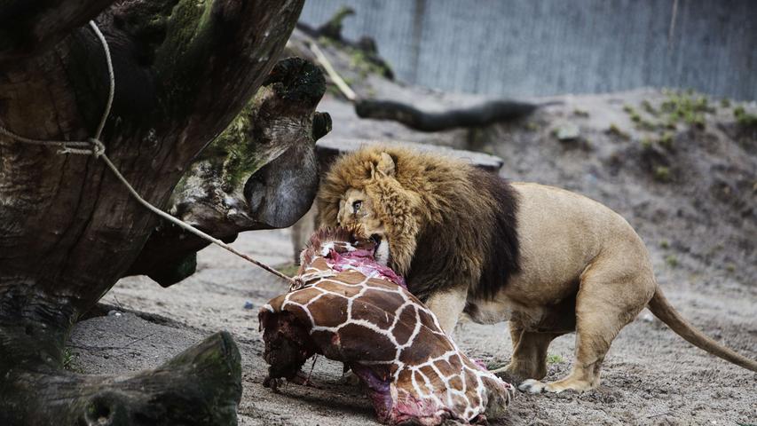 Im Anschluss freuten sich die Löwen über die großen Fleischstücke.
