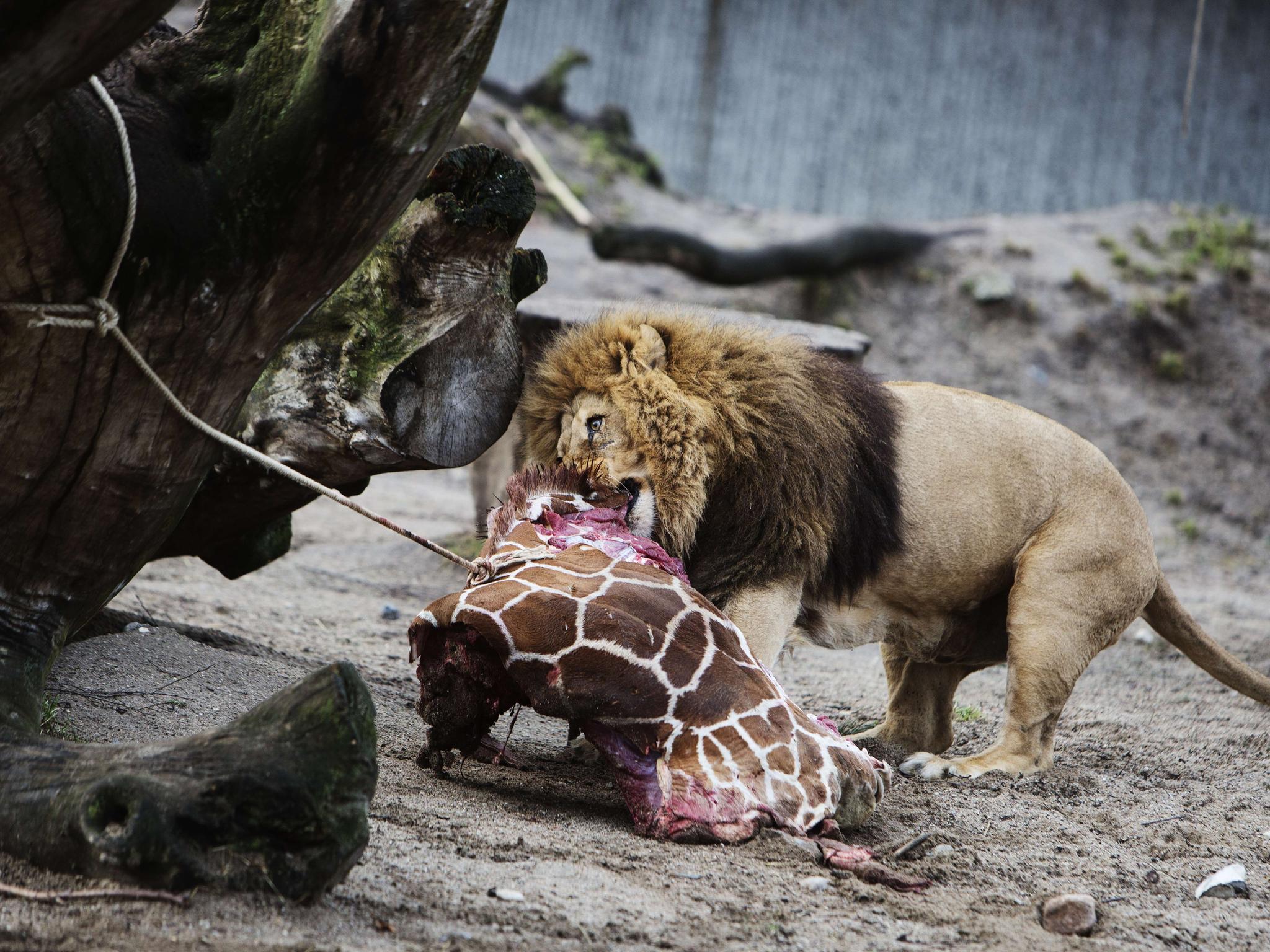 Zoo-Besuch wieder ohne Online-Reservierung möglich - Erdmännchen-Nachwuchs  im Giraffenhaus