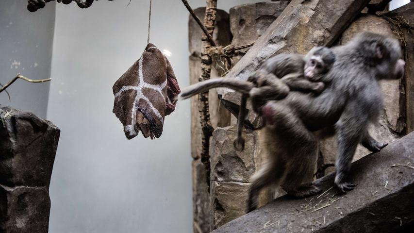 Noch Tage nach dem Tod hängen Fleischbrocken im Affengehege.