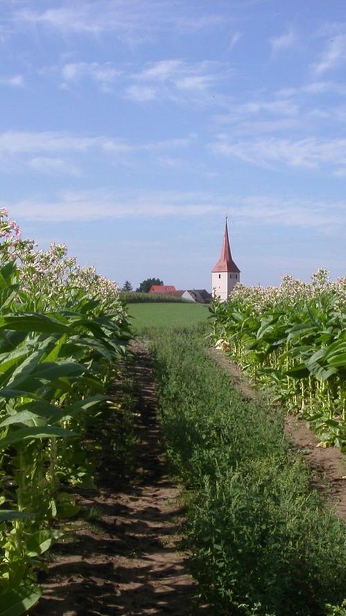 Ein Bild aus der Vergangenheit mit Symbolwert: Früher spielte der Tabakanbau in unserer Gegend eine große Rolle. Hier öffnet sich der Blick durch Tabakpflanzen auf die Leerstetter Kirche.