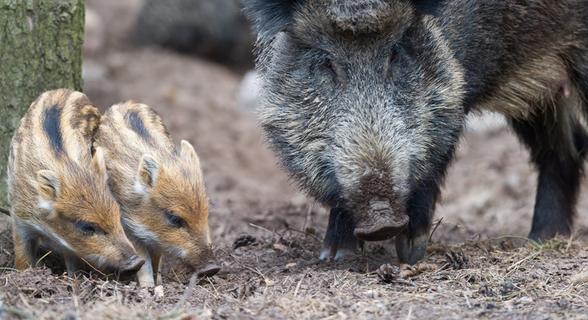 Wildschwein-Plage: Jäger werden Tieren kaum Herr