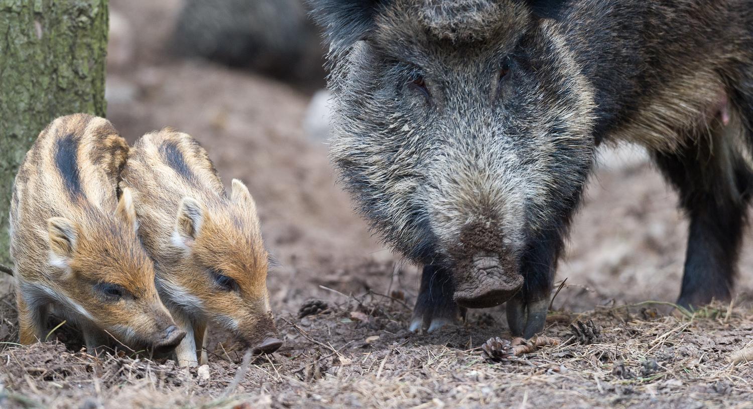 Eine Wildschweinfamilie machte es sich in Ammerndorf gemütlich.