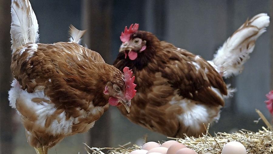 Nach dem Tauchbad legten die Hühner des Angeklagten angeblich weniger Eier.