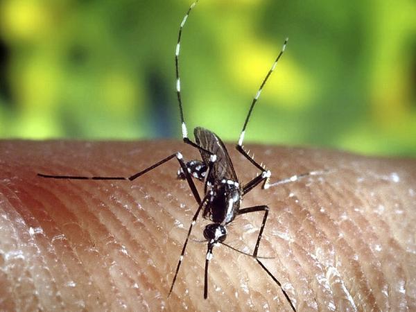 Der ungewöhnlich milde Winter hat aber auch einige Schattenseiten. Unangenehme Biester wie Stechmücken könnten sich in diesem Jahr besonders stark vermehren, ebenso wie Feldmäuse und Blattläuse.