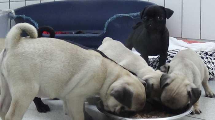 Welpentransport gestoppt: Einige Hundebabys könnten sterben