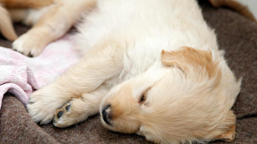Im Normalfall dürfen Hundebabies erst ab einem Alter von 14 Wochen vermittelt werden. Dieser Golden Retriever ist einige Wochen jünger.