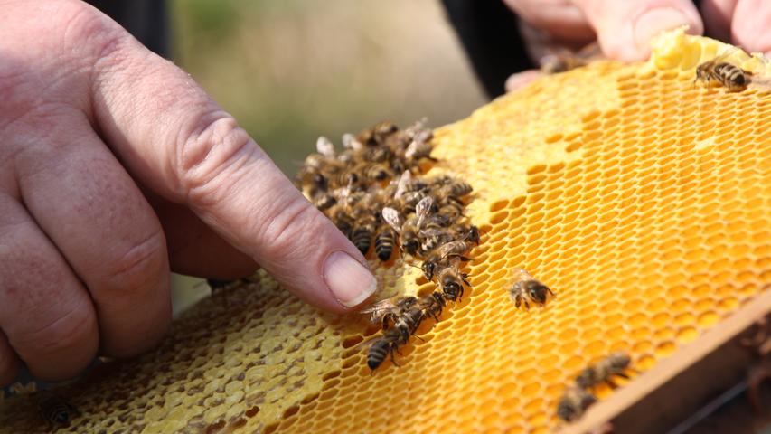 Als angehender Imker muss man Nervenstärke haben. Nur ein kleiner Stups, der die Biene verunsichert, kann zum Stich führen.