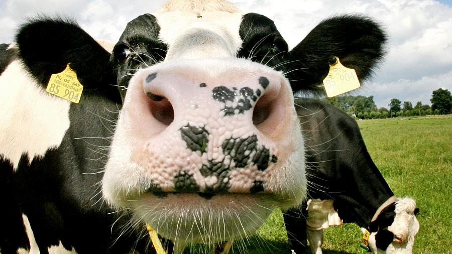 Hohenschwärz: Rinder flüchten von der Weide