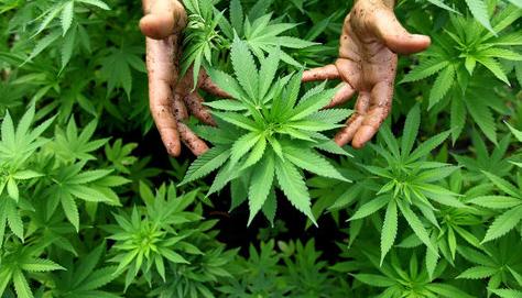 Marihuana in freier Wildbahn: Die "Landwirte" mussten vor Gericht.