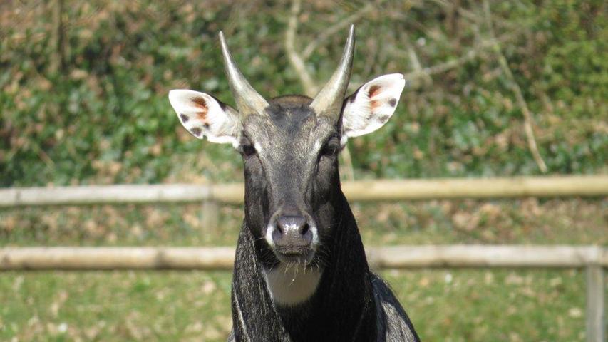 Im Hinduismus wurde die Nilgau wegen ihrer Ähnlichkeit mit Hausrindern als naher Verwandter der „Heiligen Kuh“ eingestuft und war deshalb lange keinerlei Verfolgung ausgesetzt. Seit 1900 sind die Bestände aber vor allem durch Habitatzerstörung zurückgegangen.