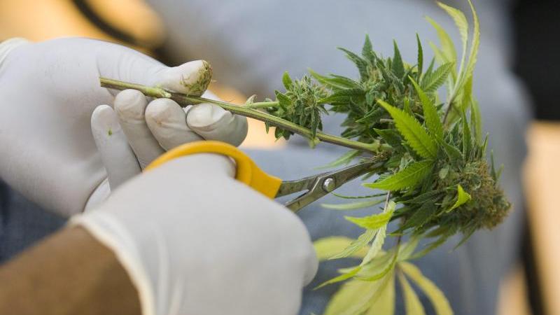 Bionorica aus Neumarkt will Cannabis-Arznei verkaufen