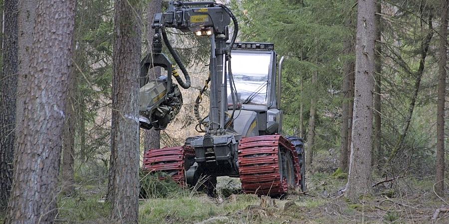Große Maschinen am Fischleinsberg: Holzernte wegen Borkenkäferbefall