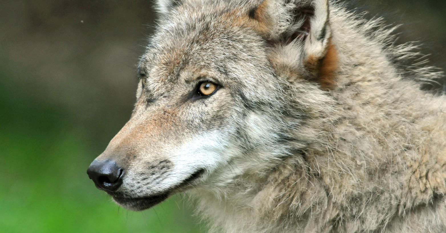 Die Sichtung eines weiteren Wolfes in Franken löst große Unruhe bei Schäfern und Viehhaltern aus.
