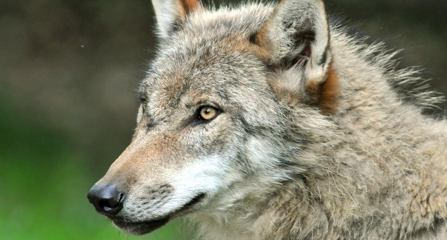 Ein Wolf geht in Franken um - davon sind Experten überzeugt.  Nach Sichtungen im Nürnberger Land und im Landkreis Bayreuth sahen Jäger nun eines der scheuen Tiere bei Forchheim.