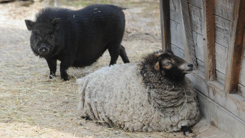 Ein Highlight des Zoos - besonders für die kleinen Gäste - ist der Streichelzoo. Wuschelige Schafe und borstige Schweine freuen sich bei gutem Wetter besonders auf Besuch.