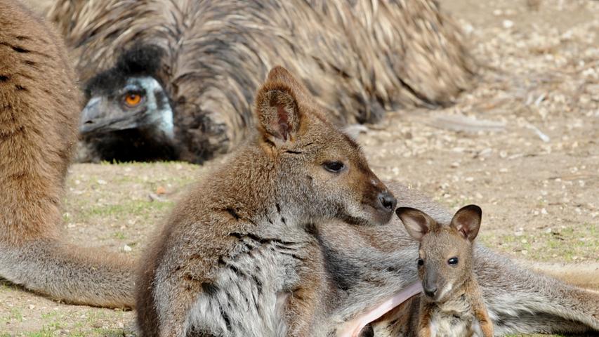 Sie gewinnen dieser Tage eindeutig den Preis für unverschämte Niedlichkeit im Neumarkter Jurazoo: Drei kleine Känguru-Babys lassen sich von der Frühlingssonne aus den Beuteln ihrer Mütter locken.