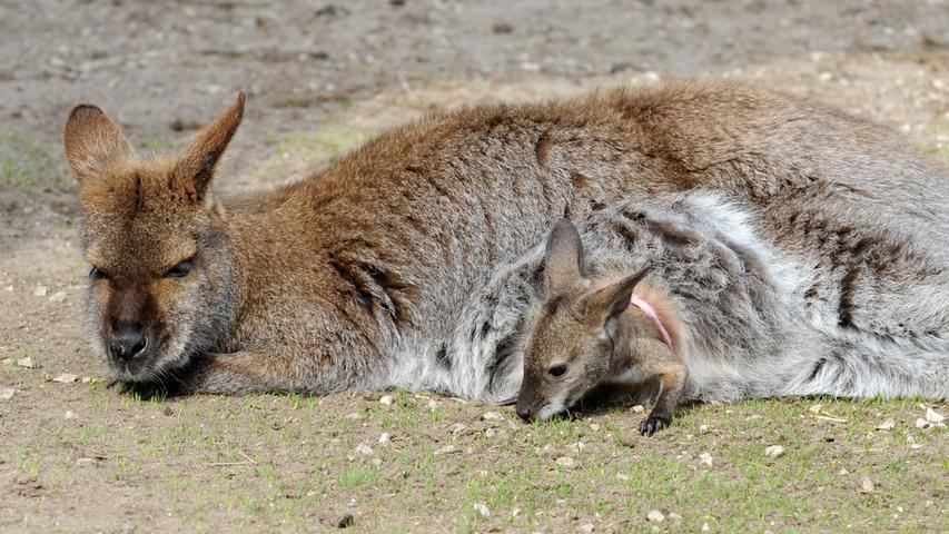 Für die Känguru-Damen scheint das Mutterdasein aber durchaus anstrengend zu sein. Ein Schläfchen in der Sonne kann da nicht schaden.