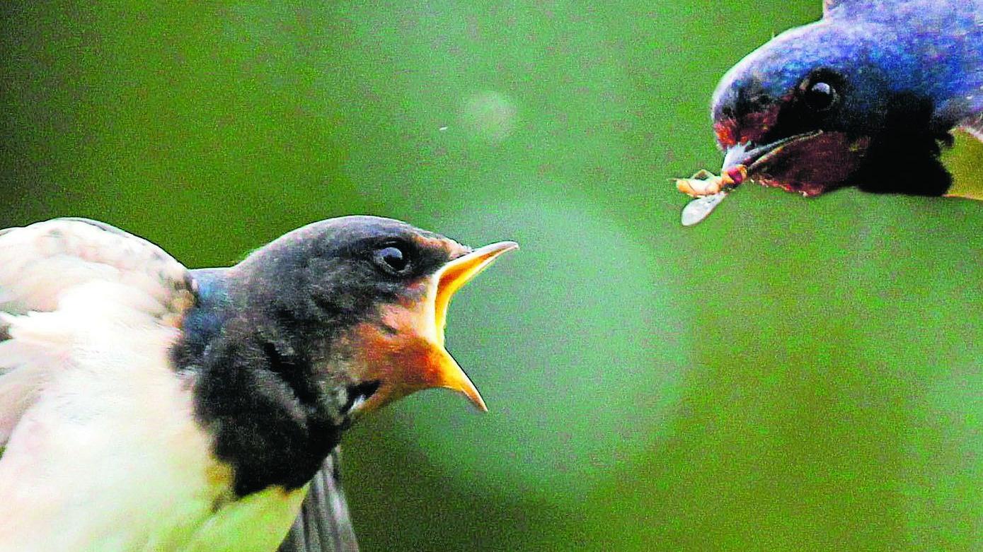 Eine Schwalbe füttert einen Jungvogel.