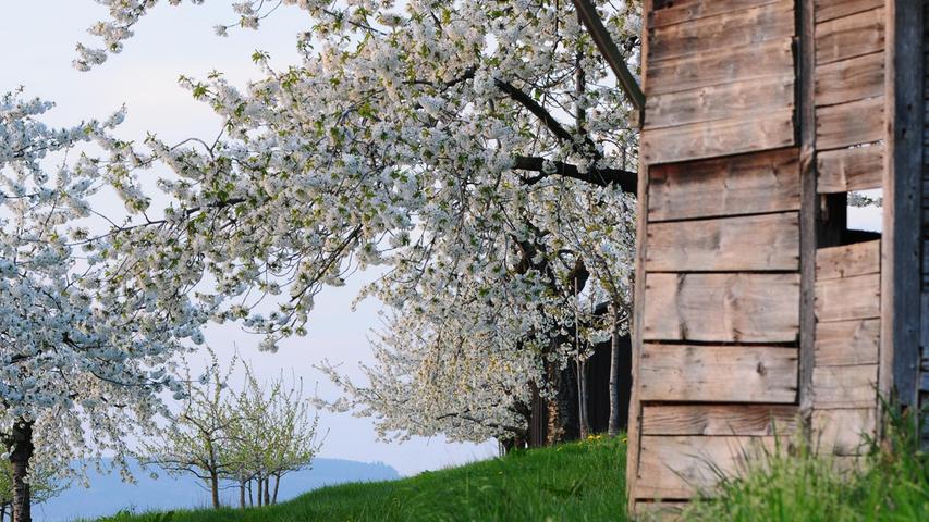 Zauber des Frühlings: Blütenpracht rund um Forchheim