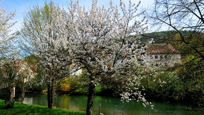 Zauber des Frühlings: Blütenpracht rund um Forchheim